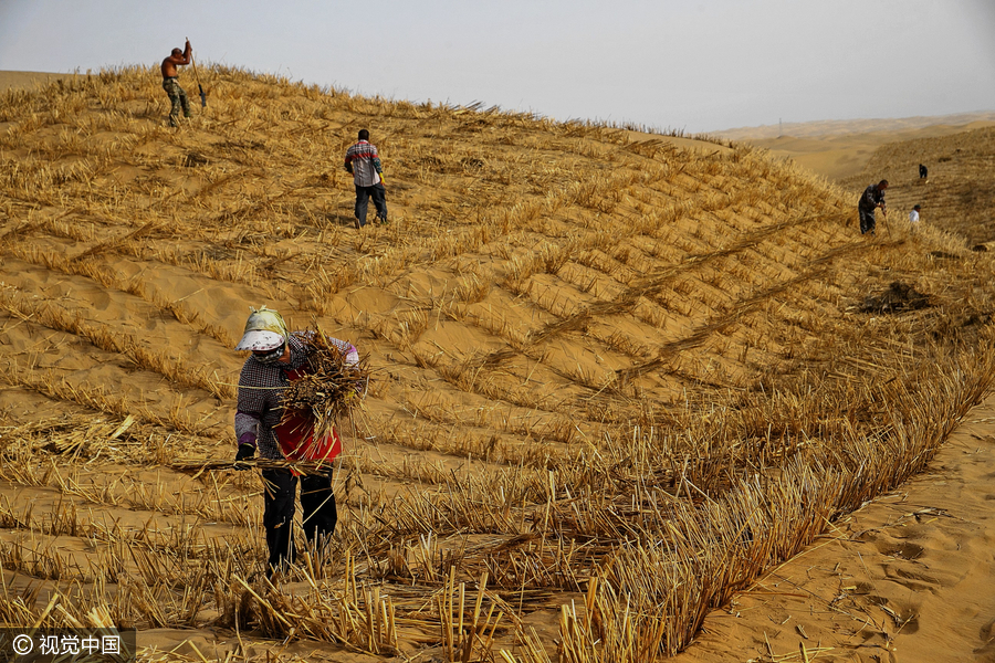 20m trees planted in desert to protect road