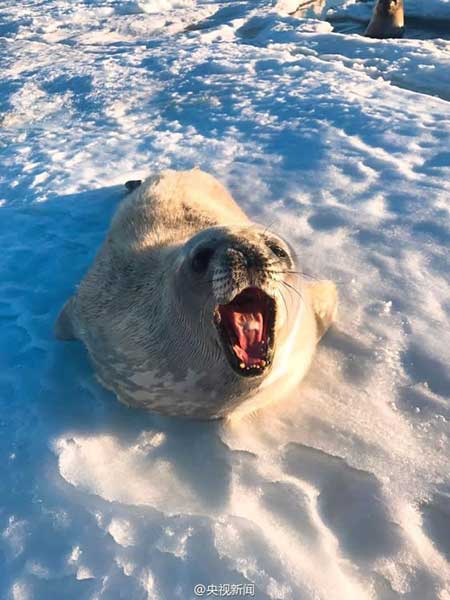 Seals visit China's research station in Antarctica