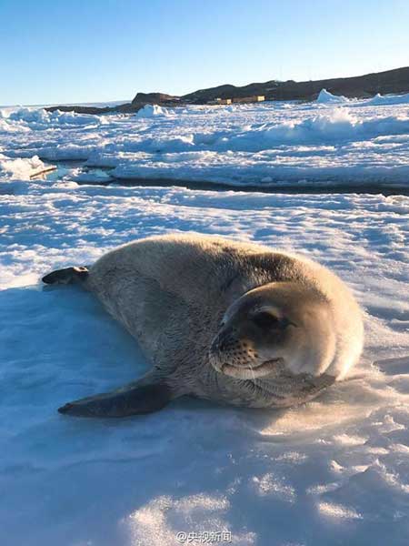 Seals visit China's research station in Antarctica