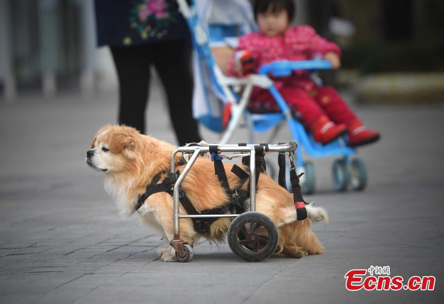Paralyzed dog walks on street with wheelchair
