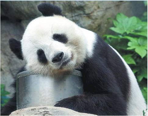 Anything but the bear necessities for Hong Kong's pandas