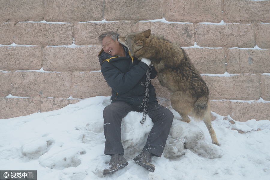 Family man raises 150 wolves in nine years