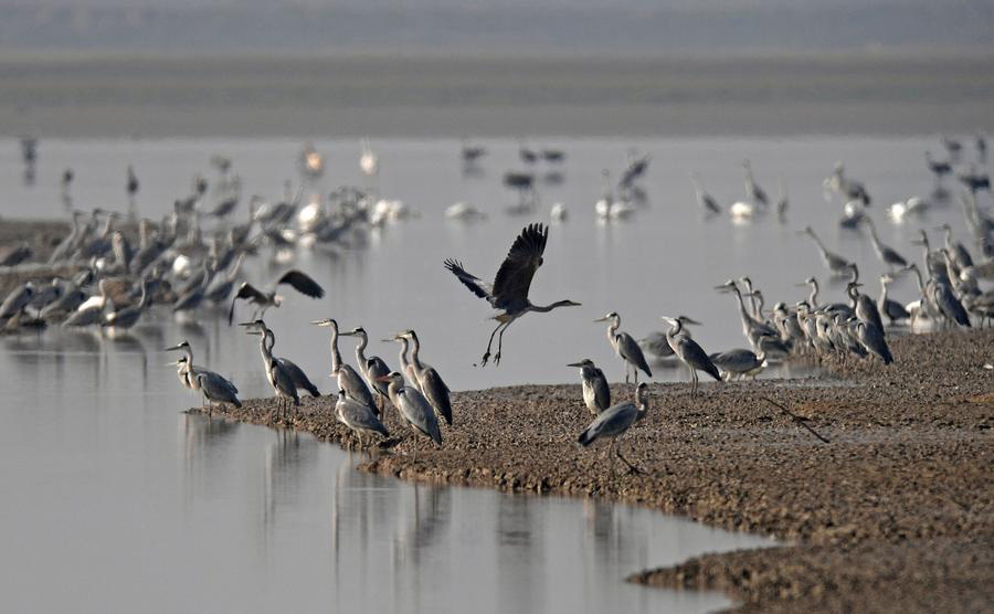 China's big lakes welcome winter migrants