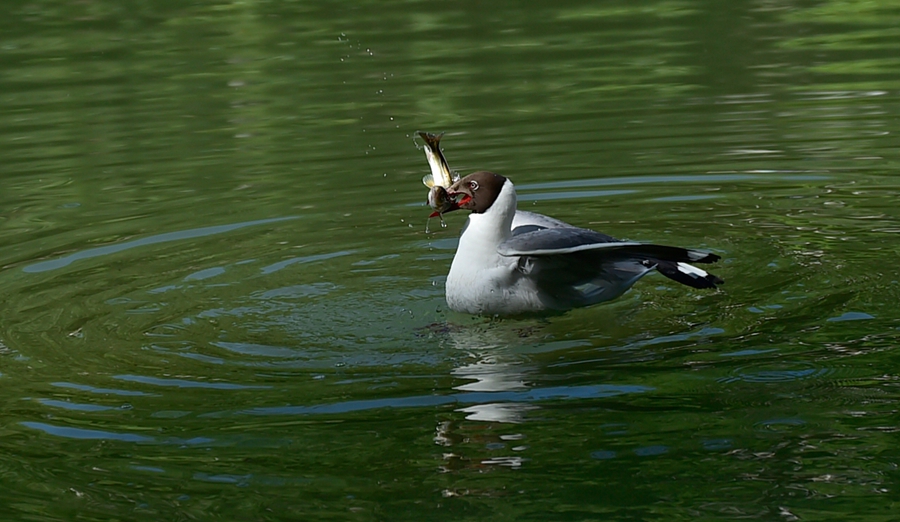 Birds spend winter in Lhasa River valley