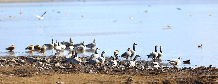 Birds spend winter in Lhasa River valley