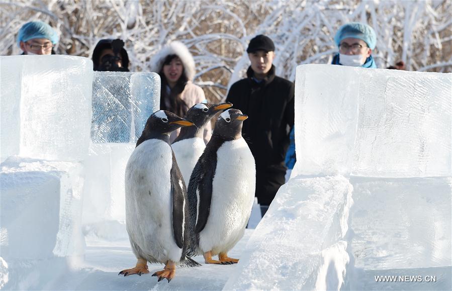 Penguins from Harbin Polarland try ice slide