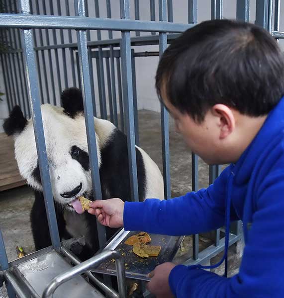 World's oldest male panda dies in Sichuan