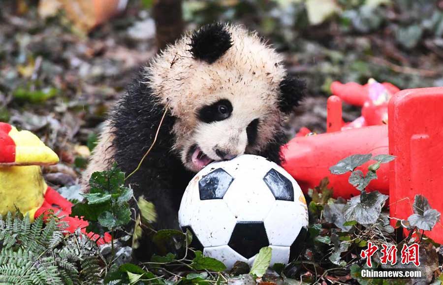 Panda cubs pose for New Year greetings in SW China