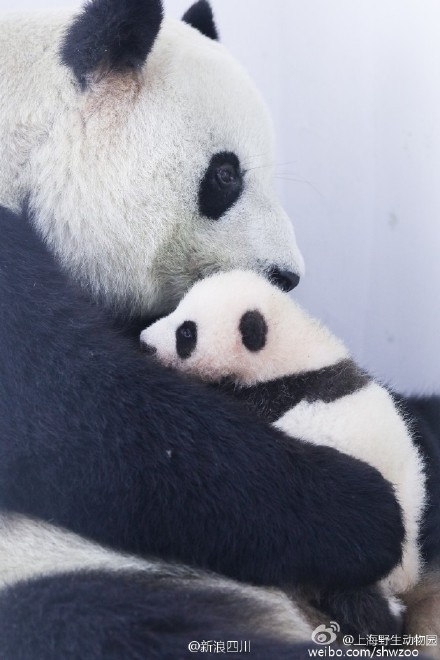 Netizens slam Shanghai zoo after panda deaths