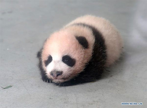 Netizens slam Shanghai zoo after panda deaths