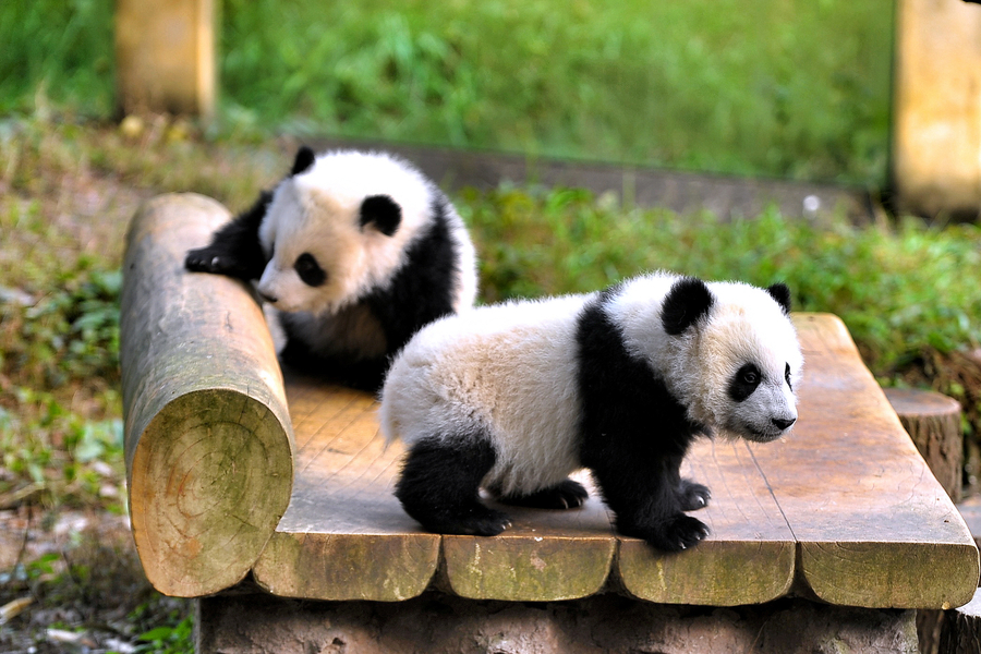 Giant Panda Twin Cubs Meet Public In Chongqing 1 Chinadaily Com Cn