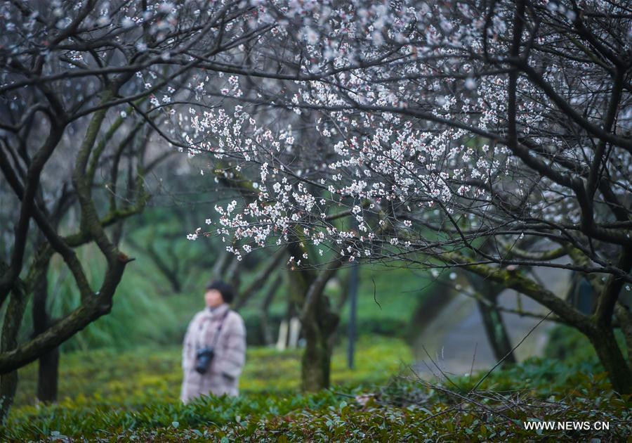 Blossoms take over as southeastern China welcomes spring
