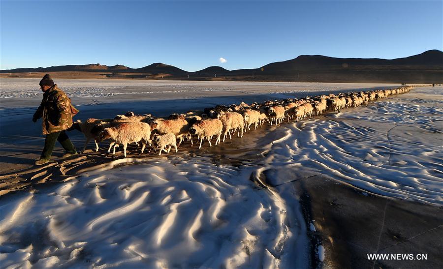 Annual migration of herds of sheep across world's highest lakes