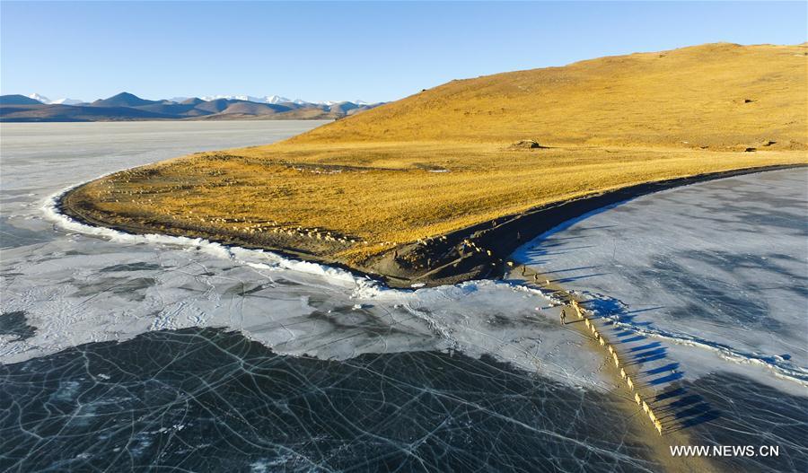 Annual migration of herds of sheep across world's highest lakes