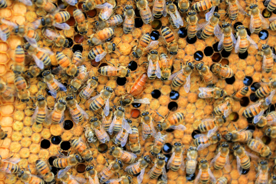 Bee keepers harvest sweetness as spring comes