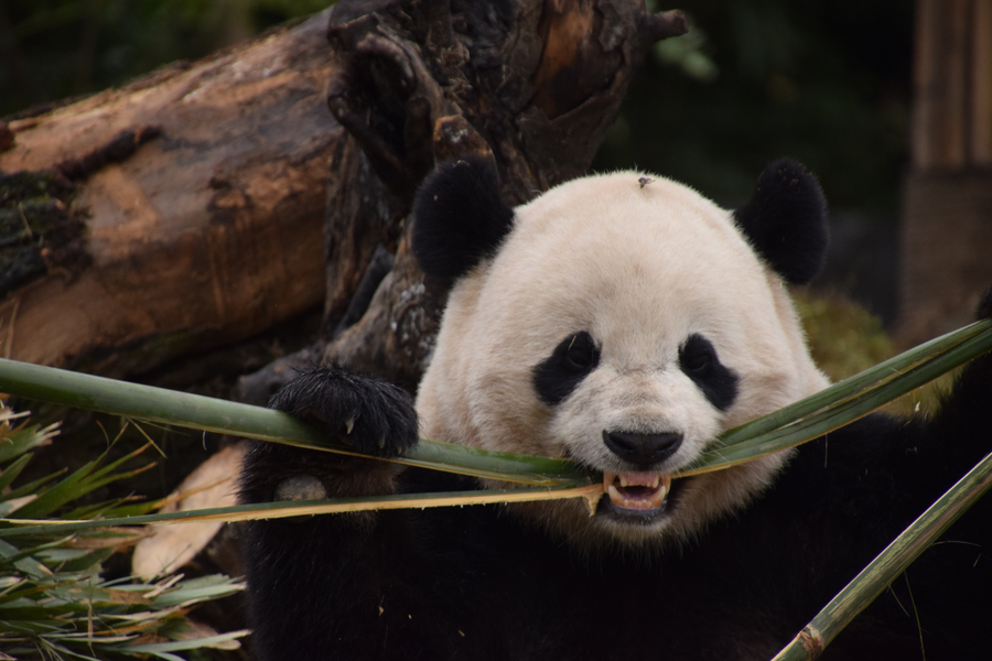 US-born panda Bao Bao adapts to new home in Sichuan