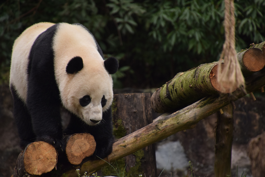 US-born panda Bao Bao adapts to new home in Sichuan