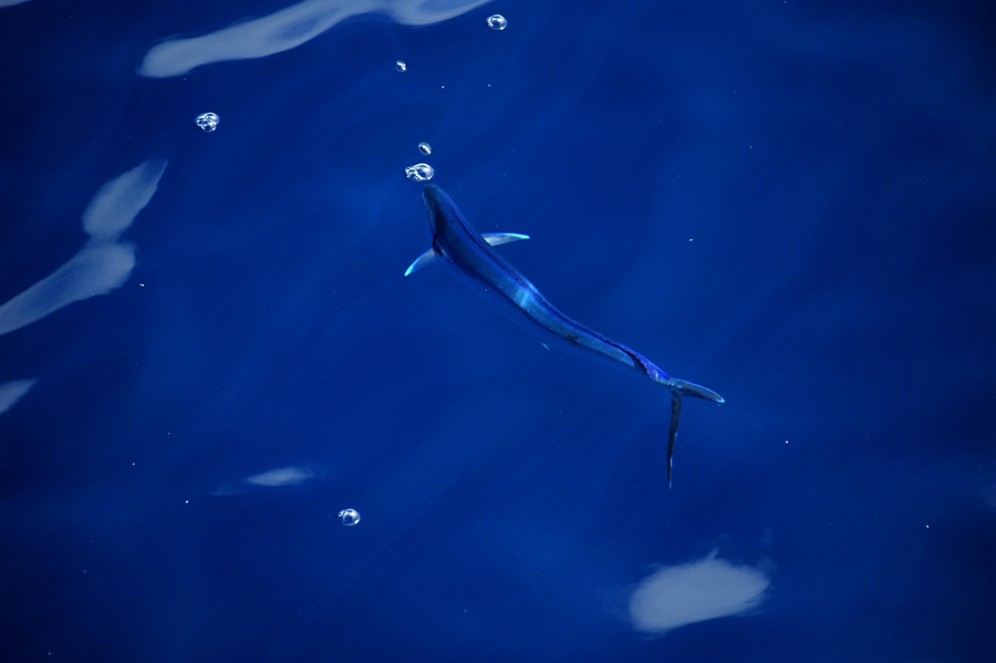 Beautiful dolphinfish in South China Sea