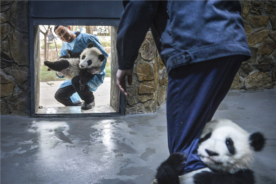 Panda cub dubbed 'the most needy' after video goes viral