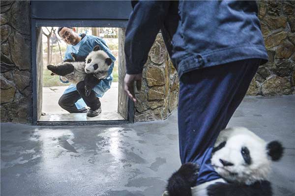 Plan for national panda park approved