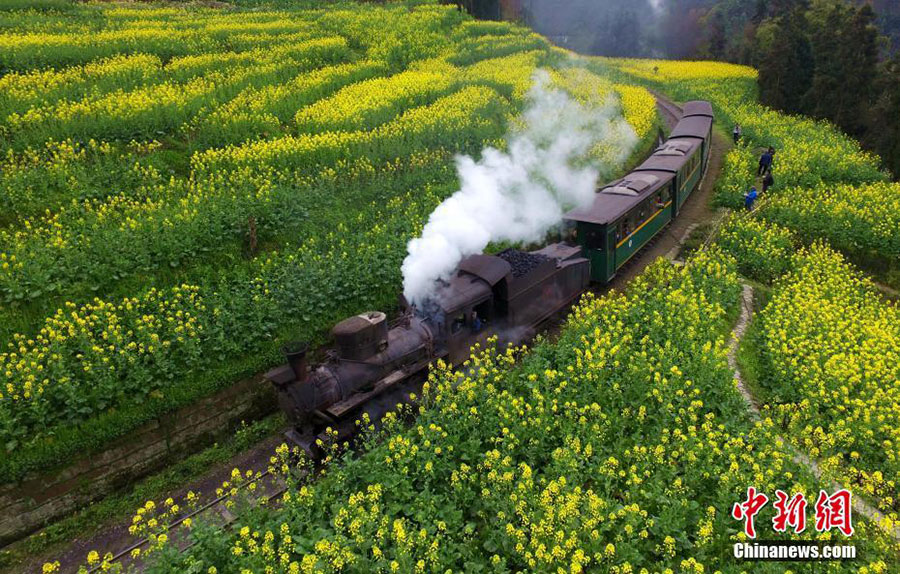 All aboard! Travel back in time among Sichuan's blooming flowers