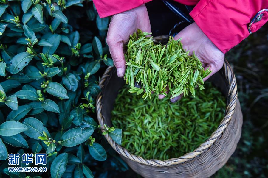 From plucking to brewing, journey of tea leaves