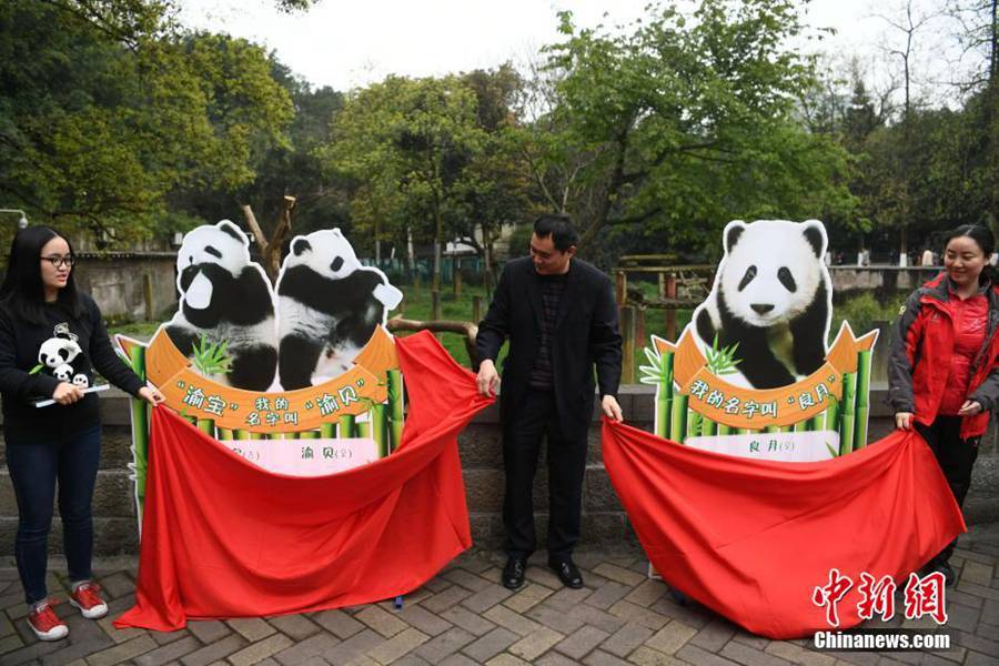 Celebrations mark naming ceremony of three panda cubs