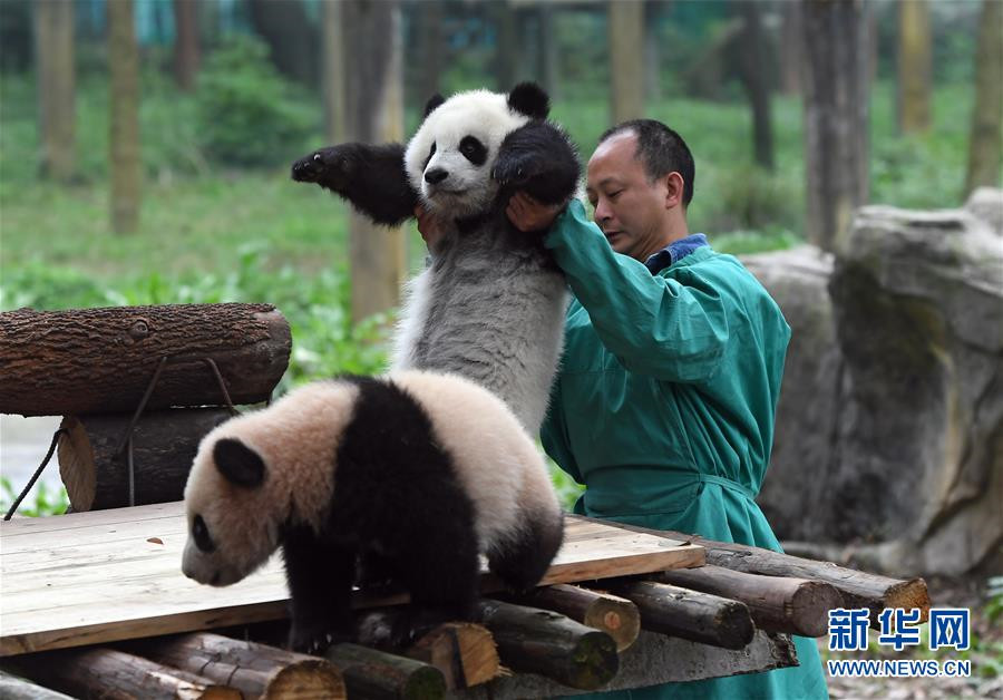 Celebrations mark naming ceremony of three panda cubs