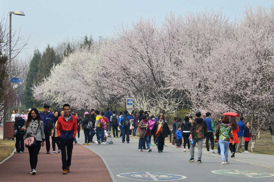 Beijing in bloom: A sea of flowers in spring