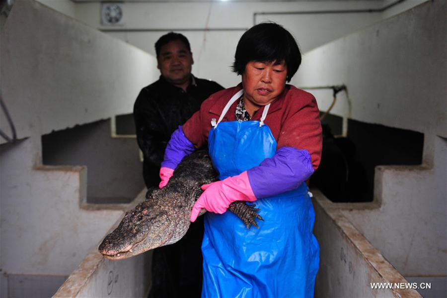 Over 13,000 alligators move out of hothouses