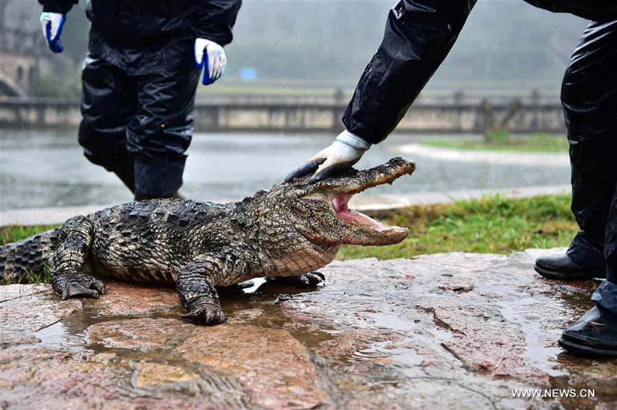 Over 13,000 alligators move out of hothouses