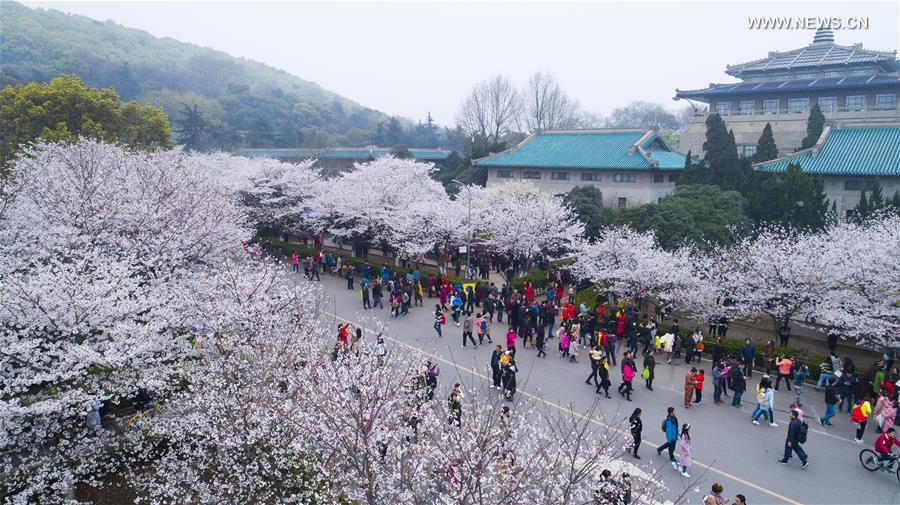 Visitors flock to cherry blossoms at Wuhan University