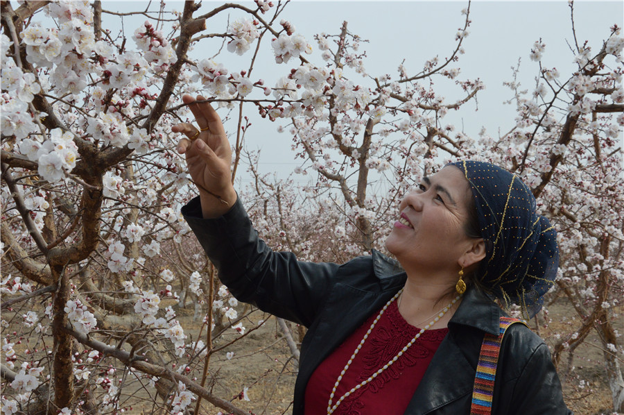 Apricot blossoms, cole flowers in full bloom