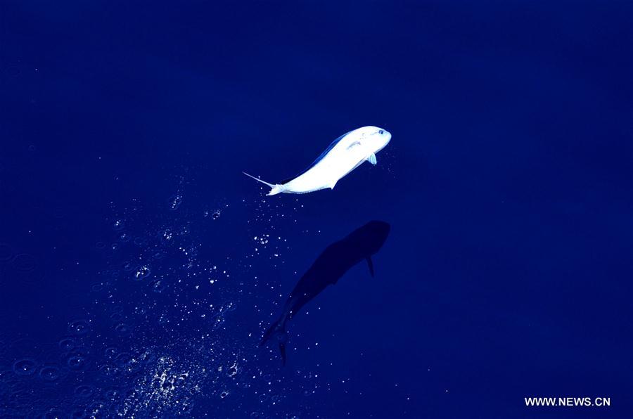 Dolphinfishes photographed in IODP expedition to South China Sea