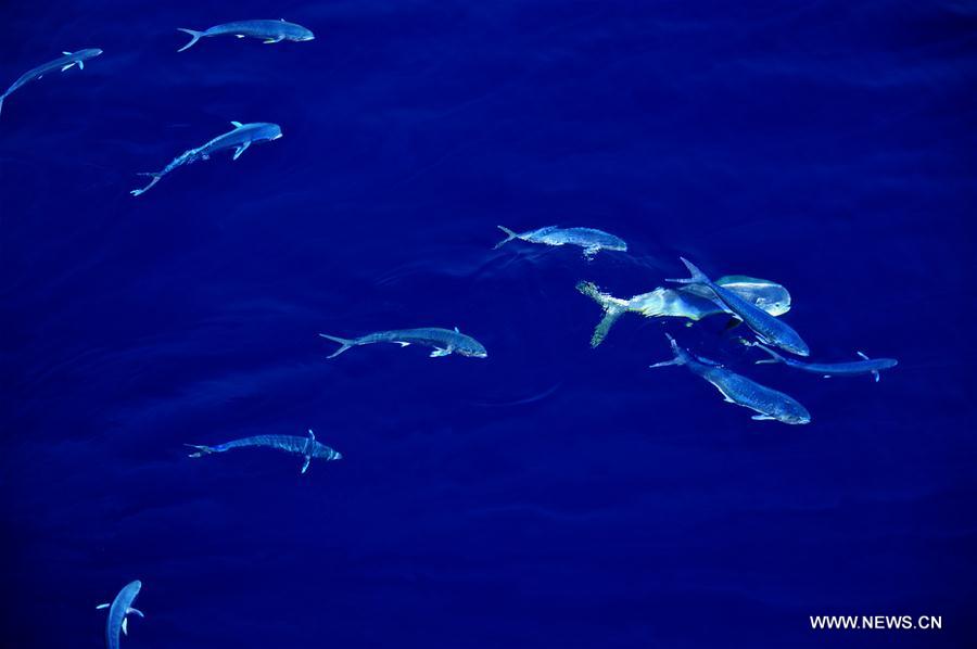 Dolphinfishes photographed in IODP expedition to South China Sea