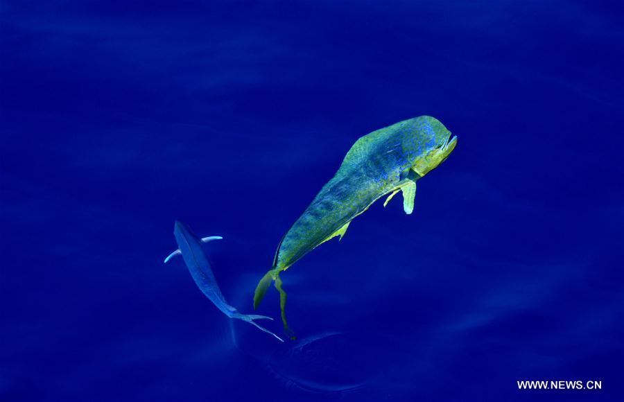 Dolphinfishes photographed in IODP expedition to South China Sea