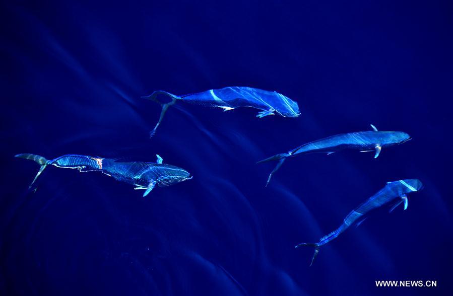 Dolphinfishes photographed in IODP expedition to South China Sea