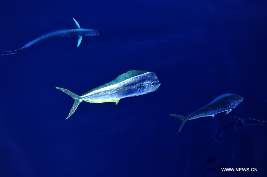 Dolphinfishes photographed in IODP expedition to South China Sea