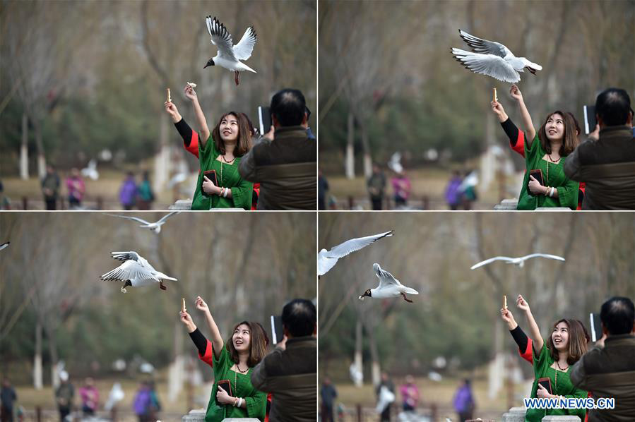 Tourists view black-headed gulls by Yange Lake