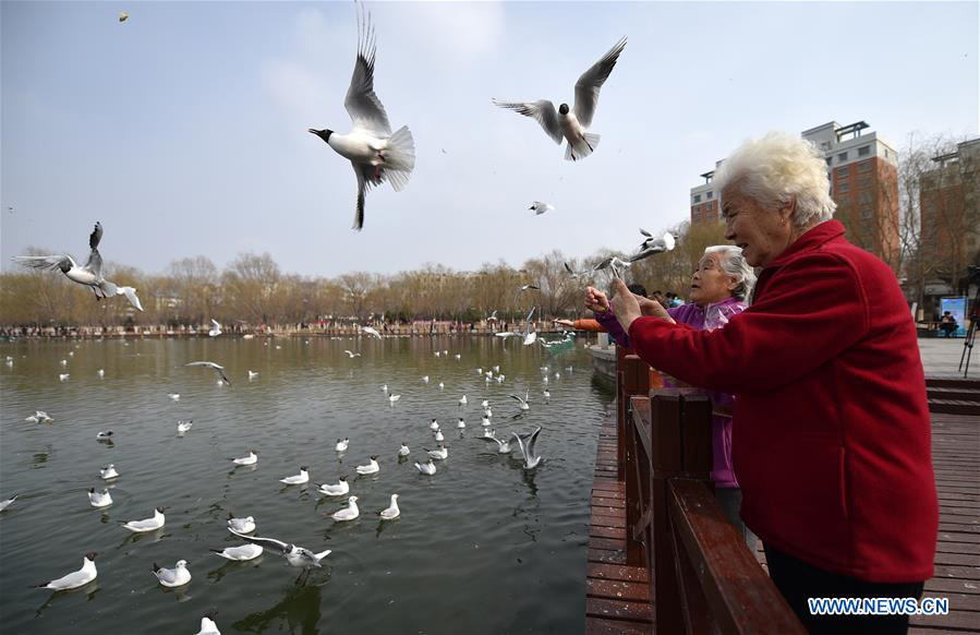 Tourists view black-headed gulls by Yange Lake