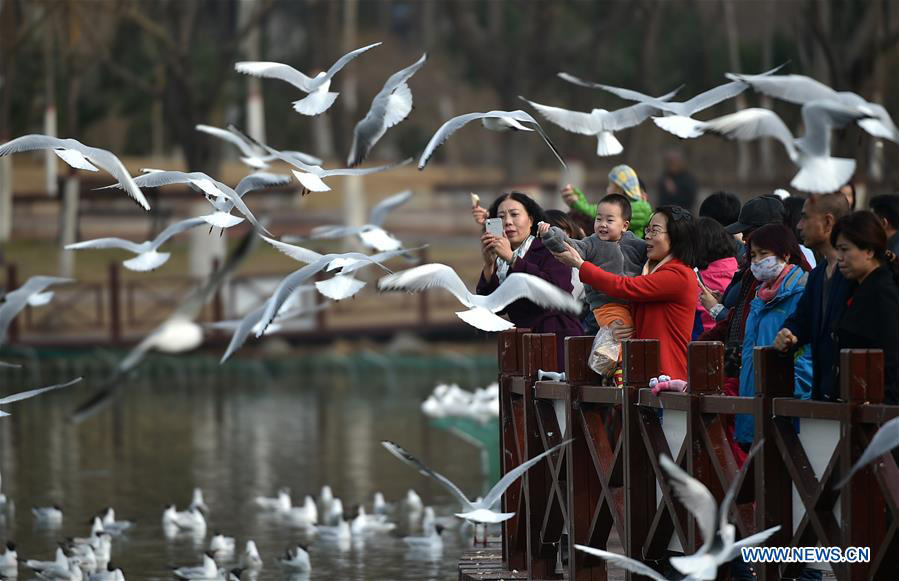 Tourists view black-headed gulls by Yange Lake