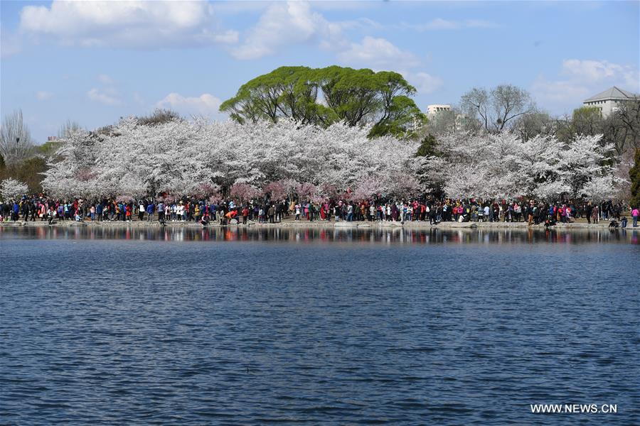 Beijing park packed with tourists for cherry blossoms