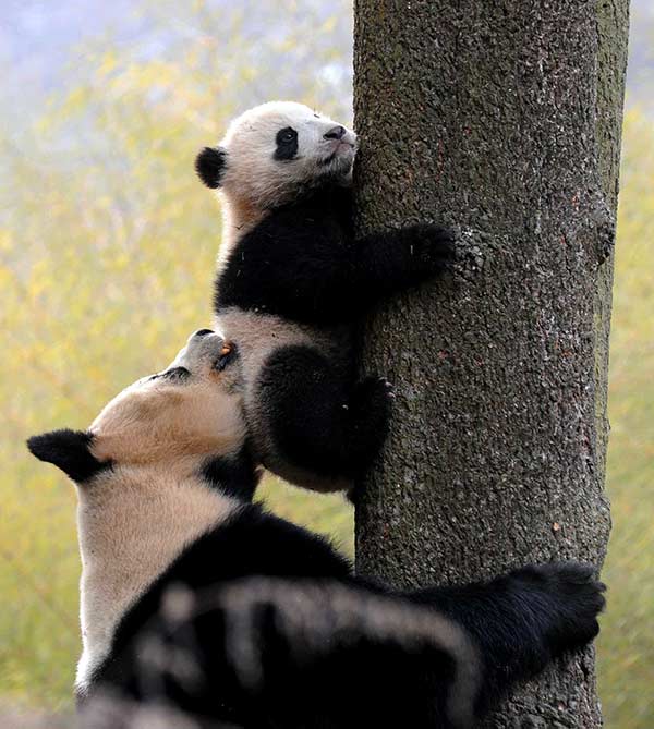 National park to drive revival of wild pandas