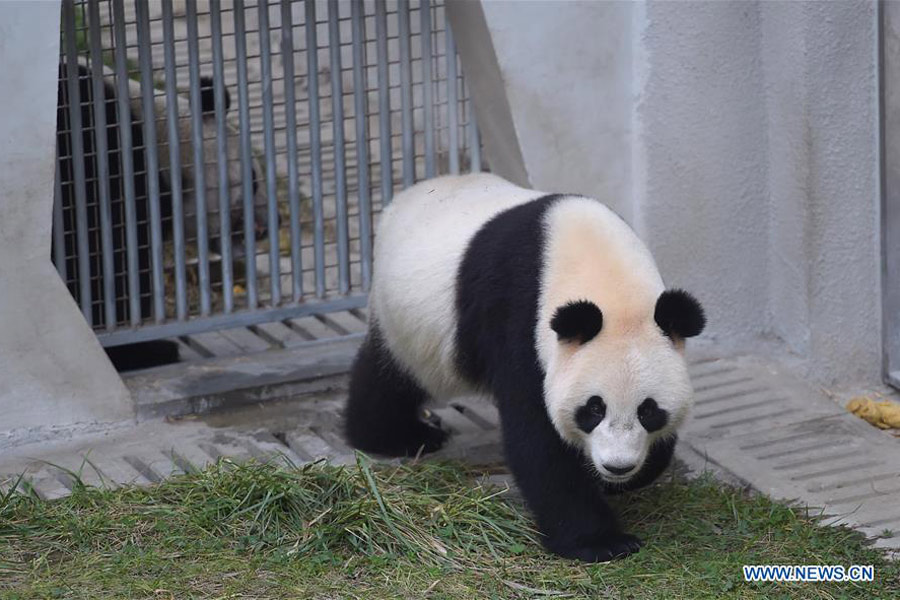 Panda cubs move to Dutch palace