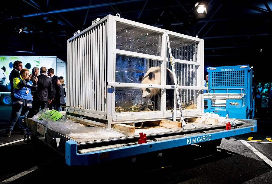 Two pandas from China greeted in Netherlands