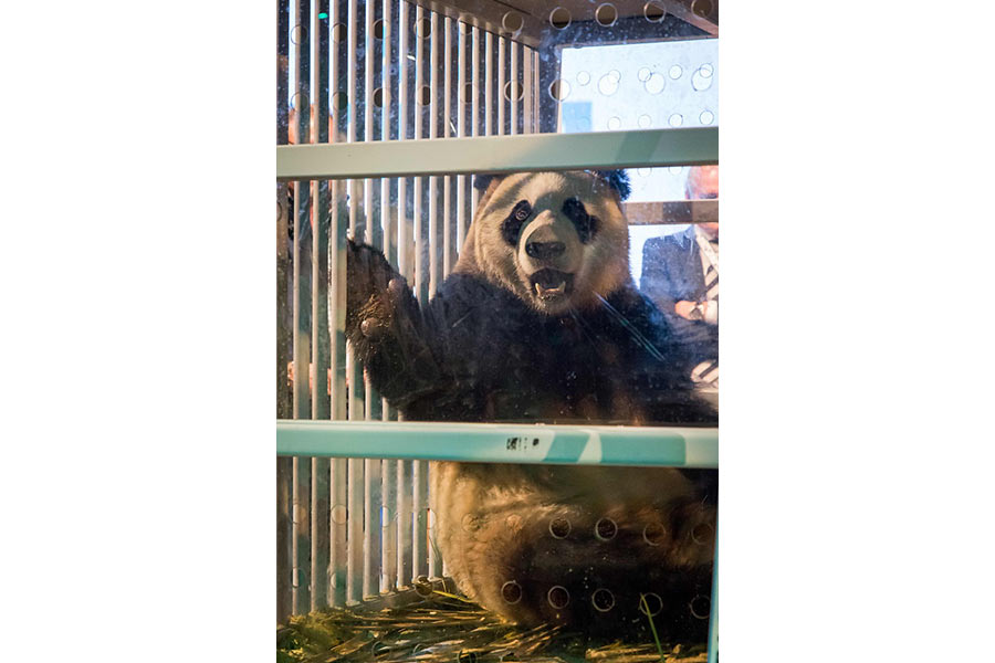 Two pandas from China greeted in Netherlands