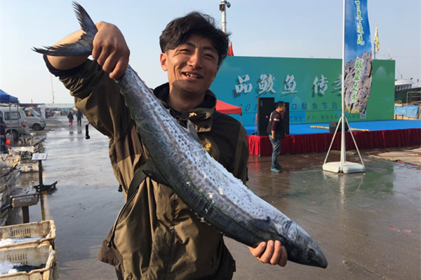 Mackerel Festival is underway in Qingdao