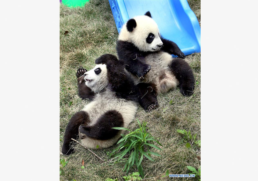 Pigeon pair giant panda cubs named 'Ban Ban', 'Yue Yue'