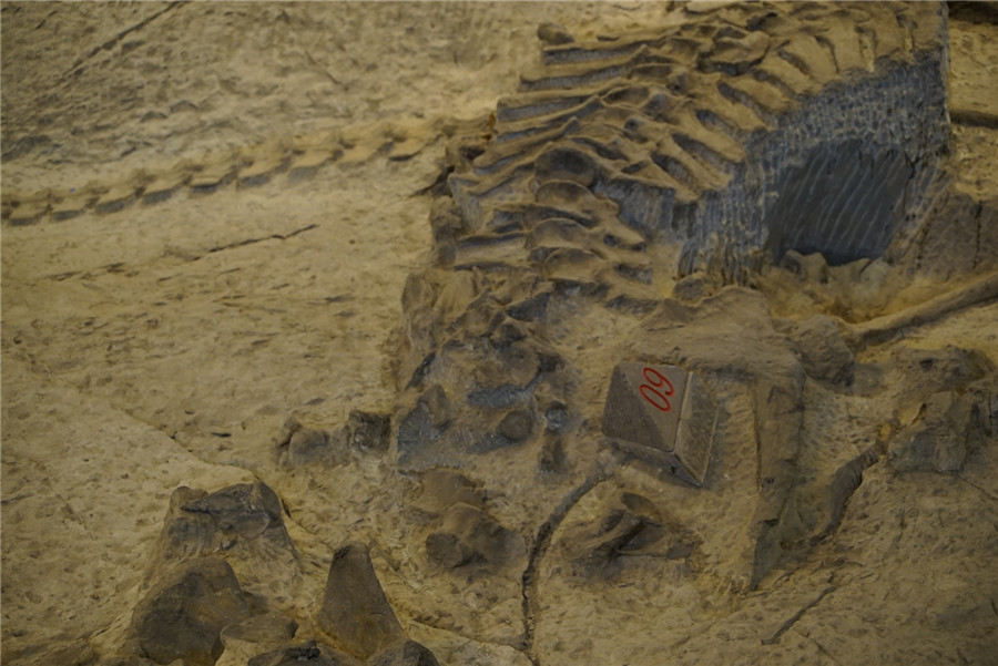 Dinosaur enthusiasts find their paradise at Zigong Dinosaur Museum