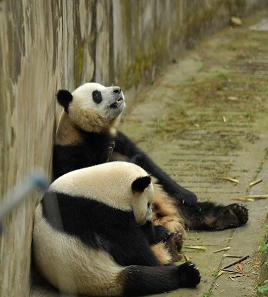 China to send two giant pandas to Denmark